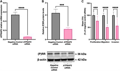 Placental deficiency of the (pro)renin receptor ((P)RR) reduces placental development and functional capacity